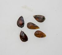 Red Delicious æblekerner